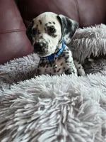 Spirit, a male Dalmatian for sale in Salem, MO – 5 of 5