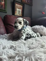 Spirit, a male Dalmatian for sale in Salem, MO – 3 of 5