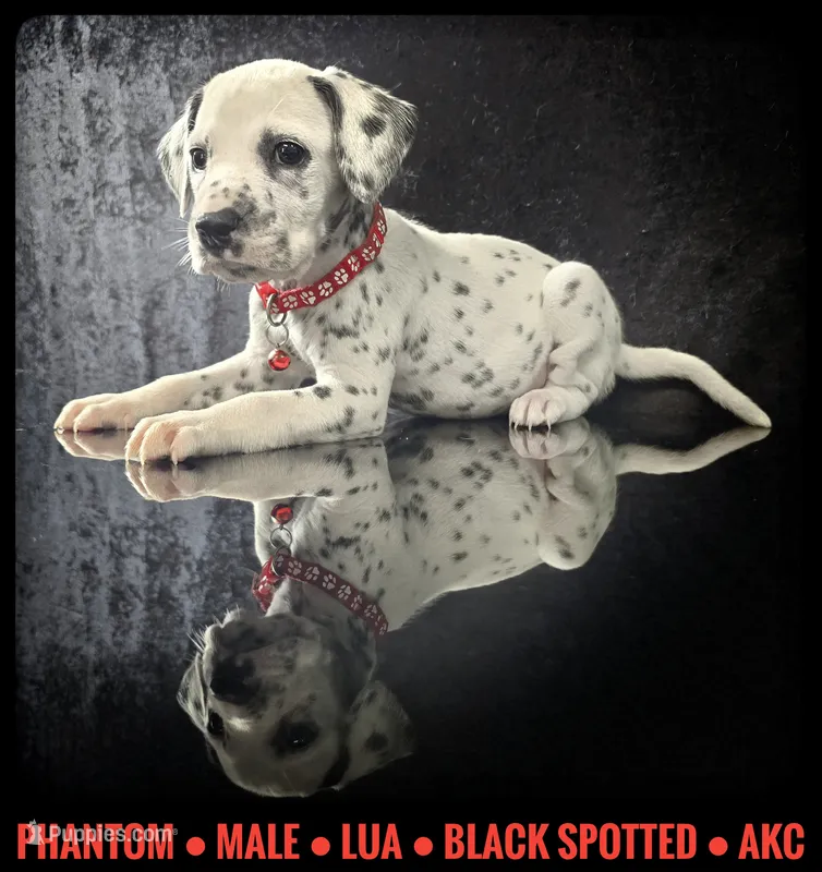 Phantom (LUA) – Dalmatian puppy for sale in Salem, MO