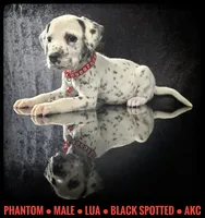Phantom (LUA), a male Dalmatian for sale in Salem, MO – 1 of 6