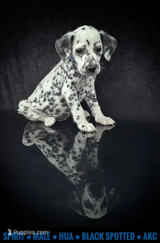 Spirit – Dalmatian puppy for sale in Salem, MO