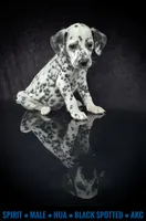 Spirit, a male Dalmatian for sale in Salem, MO – 1 of 5