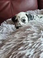 Spirit, a male Dalmatian for sale in Salem, MO – 4 of 5