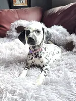Jinn (LUA), a female Dalmatian for sale in Salem, MO – 4 of 5