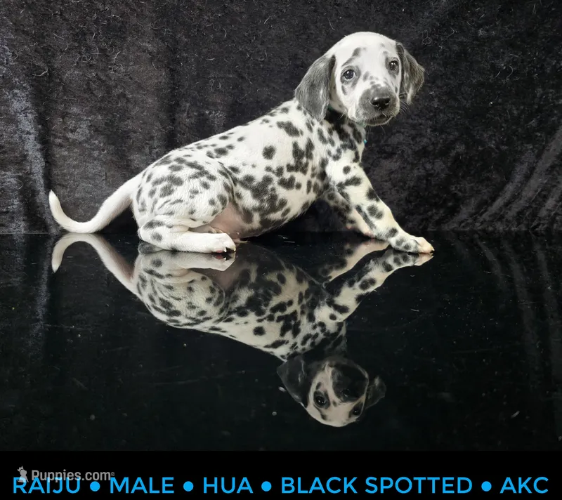 Raiju – Dalmatian puppy for sale in Salem, MO