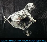 Raiju, a male Dalmatian for sale in Salem, MO – 1 of 4