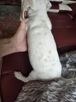 Lemon Spotted Female (Obake), a female Dalmatian for sale in Salem, MO – 2 of 4