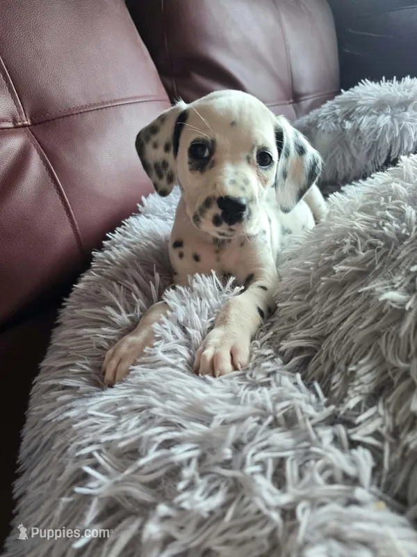 Myling (LUA) – Dalmatian puppy for sale in Salem, MO