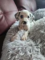 Myling (LUA), a female Dalmatian for sale in Salem, MO – 1 of 4