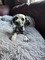 Raiju, a male Dalmatian for sale in Salem, MO – 4 of 4