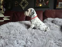 Phantom (LUA), a male Dalmatian for sale in Salem, MO – 6 of 6