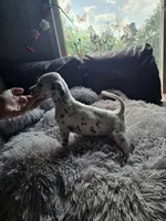 Myling (LUA), a female Dalmatian for sale in Salem, MO – 2 of 4