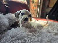 Myling (LUA), a female Dalmatian for sale in Salem, MO – 4 of 4