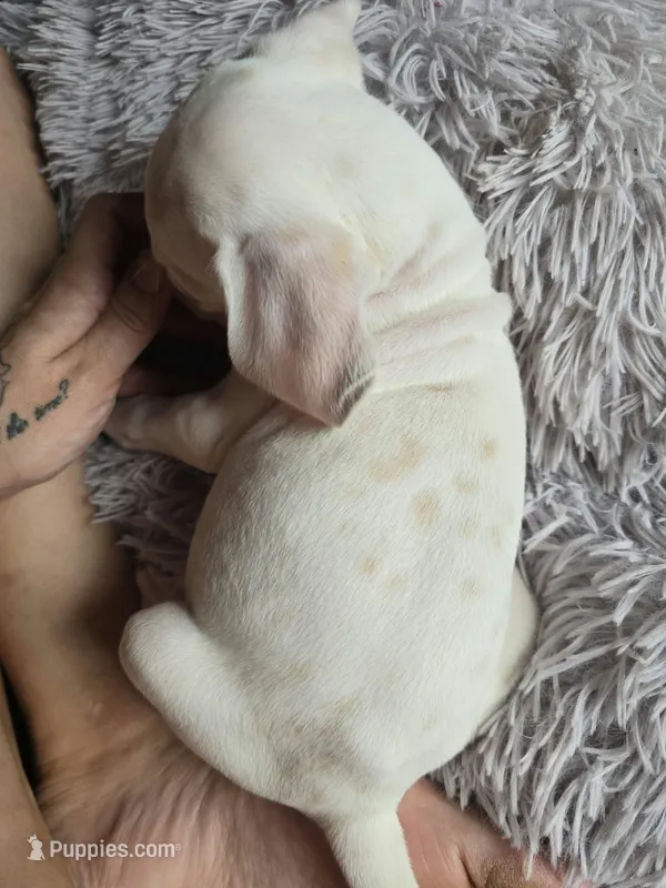 Lemon Spotted Female (Obake) – Dalmatian puppy for sale in Salem, MO