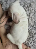 Lemon Spotted Female (Obake), a female Dalmatian for sale in Salem, MO – 1 of 4