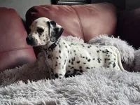 Shade (LUA), a male Dalmatian for sale in Salem, MO – 3 of 5