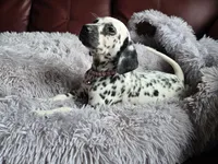 Jinn (LUA), a female Dalmatian for sale in Salem, MO – 5 of 5