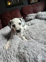 Phantom (LUA), a male Dalmatian for sale in Salem, MO – 2 of 6