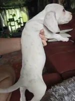 Lemon Spotted Female (Obake), a female Dalmatian for sale in Salem, MO – 3 of 4