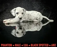 Phantom (LUA), a male Dalmatian for sale in Salem, MO – 3 of 6