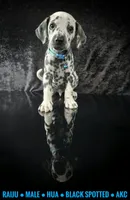 Spirit, a male Dalmatian for sale in Salem, MO – 2 of 5