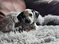 Shade (LUA), a male Dalmatian for sale in Salem, MO – 5 of 5