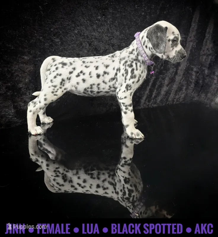 Jinn (LUA) – Dalmatian puppy for sale in Salem, MO