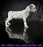 Jinn (LUA), a female Dalmatian for sale in Salem, MO – 1 of 5