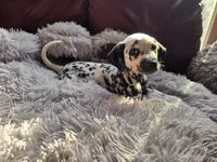 Raiju, a male Dalmatian for sale in Salem, MO – 2 of 4