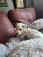 Myling (LUA), a female Dalmatian for sale in Salem, MO – 3 of 4