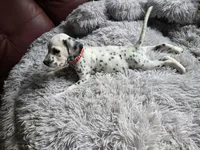 Phantom (LUA), a male Dalmatian for sale in Salem, MO – 4 of 6