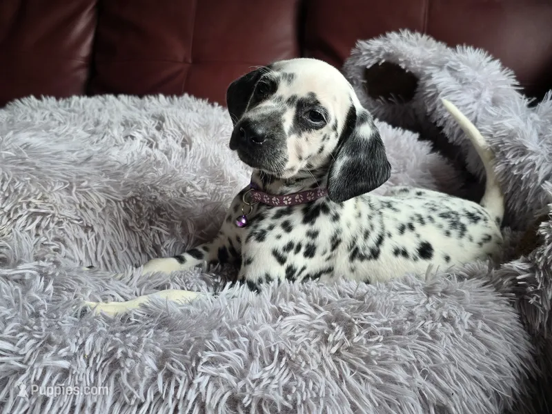 Jinn (LUA) – Dalmatian puppy for sale in Salem, MO