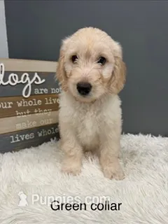 Charlie – Goldendoodle puppy for sale in Sioux Falls, SD