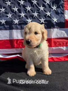 Charlie – Goldendoodle puppy for sale in Sioux Falls, SD
