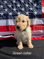 Charlie, a male Goldendoodle for sale in Sioux Falls, SD – 1 of 1