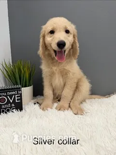 Dakota – Goldendoodle puppy for sale in Sioux Falls, SD