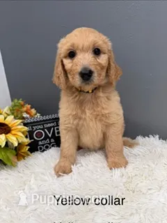 Penny – Goldendoodle puppy for sale in Sioux Falls, SD