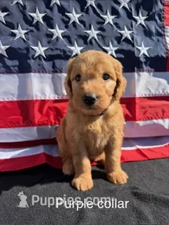 Sadie – Goldendoodle puppy for sale in Sioux Falls, SD