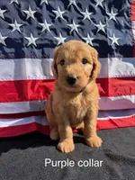 Sadie, a female Goldendoodle for sale in Sioux Falls, SD – 1 of 1