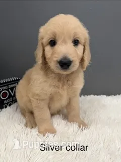 Augie – Goldendoodle puppy for sale in Sioux Falls, SD