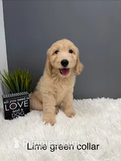 Cooper – Goldendoodle puppy for sale in Sioux Falls, SD