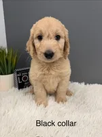 Gus, a male Goldendoodle for sale in Sioux Falls, SD – 1 of 1