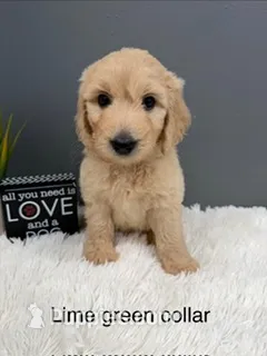Cooper – Goldendoodle puppy for sale in Sioux Falls, SD