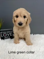 Cooper, a male Goldendoodle for sale in Sioux Falls, SD – 1 of 1