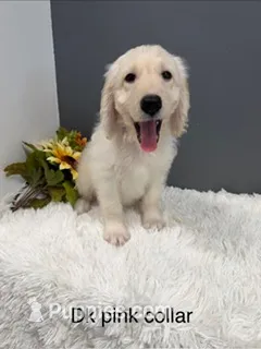 Daisy – Goldendoodle puppy for sale in Sioux Falls, SD