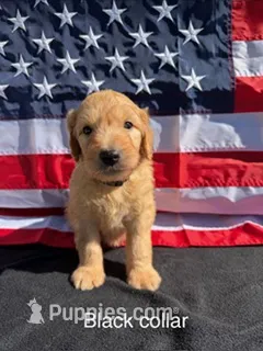 Gus – Goldendoodle puppy for sale in Sioux Falls, SD