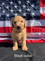 Gus, a male Goldendoodle for sale in Sioux Falls, SD – 1 of 1