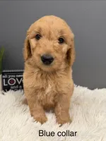 Sully, a male Goldendoodle for sale in Sioux Falls, SD – 1 of 1