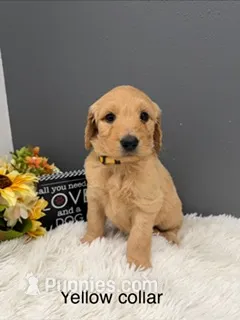 Penny – Goldendoodle puppy for sale in Sioux Falls, SD