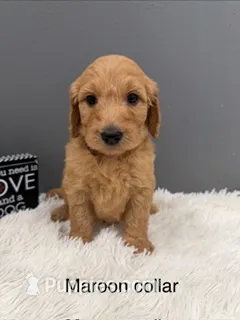 Ruby – Goldendoodle puppy for sale in Sioux Falls, SD